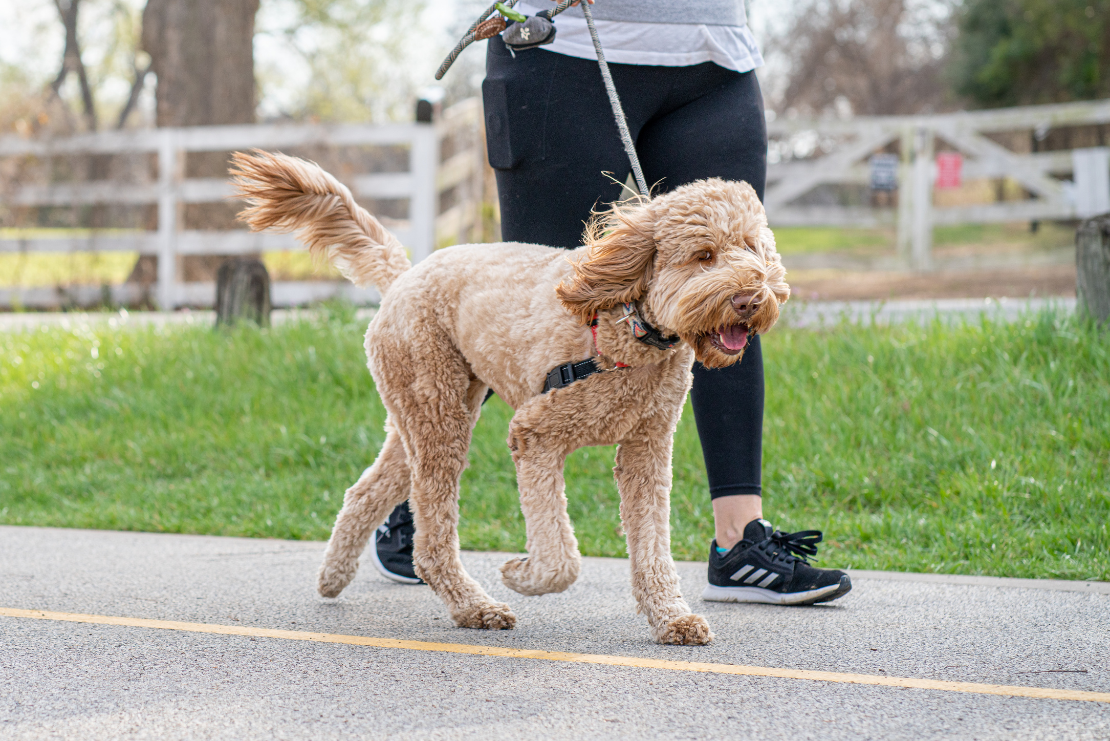 A Person Walking their Dog